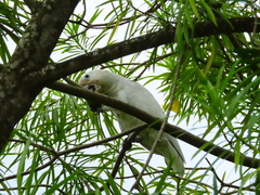 Cacatua goffiniana