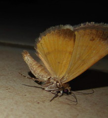 Plecopterodes moderata