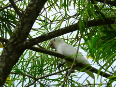Cacatua goffiniana