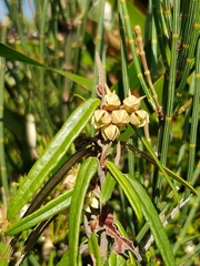 Lasiopetalum ferrugineum
