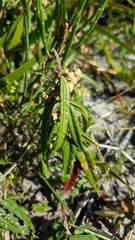 Lasiopetalum ferrugineum