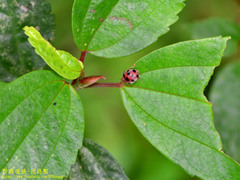 Epilachna maculicollis