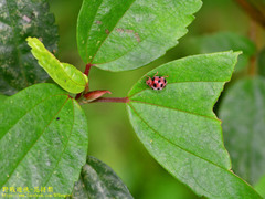 Epilachna maculicollis