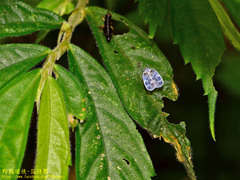 Borysthenes maculatus