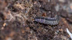 Phosphaenus hemipterus