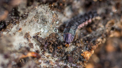 Phosphaenus hemipterus