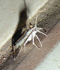 Autocharis