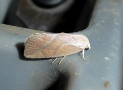 Neaxestis piperitella