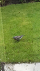 Columba palumbus