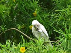 Cacatua goffiniana