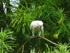 Cacatua goffiniana