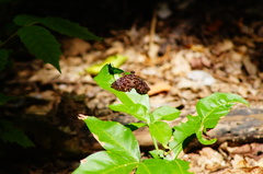 Cycloglypha thrasibulus thrasibulus