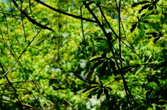 Morpho polyphemus polyphemus