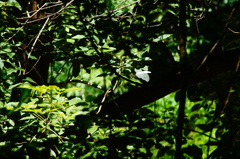 Morpho polyphemus polyphemus