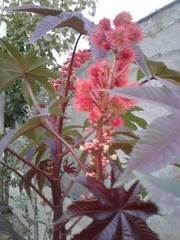 Ricinus communis