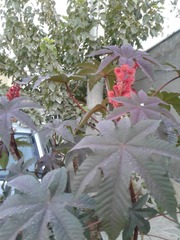 Ricinus communis