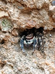 Menemerus