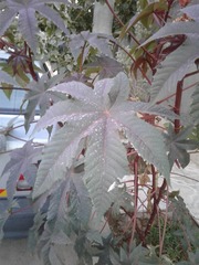 Ricinus communis