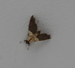 Agrotera basinotata