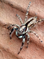 Menemerus