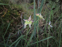 Caladenia × spectabilis