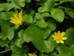 Ficaria verna verna