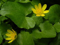 Ficaria verna verna