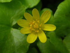 Ficaria verna verna