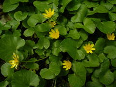 Ficaria verna verna