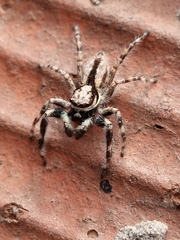 Menemerus
