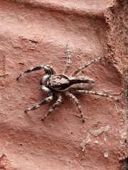 Menemerus