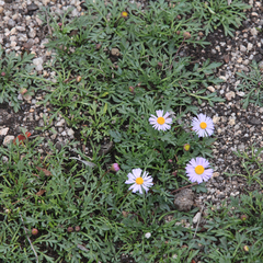 Brachyscome multifida