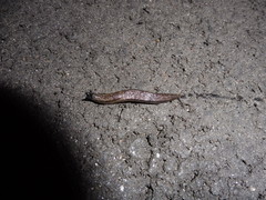 Arion circumscriptus