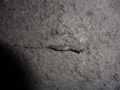 Arion circumscriptus