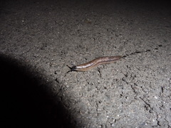 Arion circumscriptus