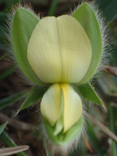 Image of Crotalaria calycina by no rights reserved