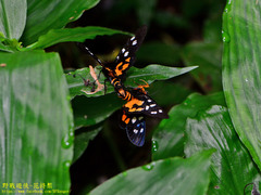 Exsula dentatrix albomaculata