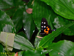 Exsula dentatrix albomaculata