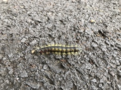 Phalera flavescens