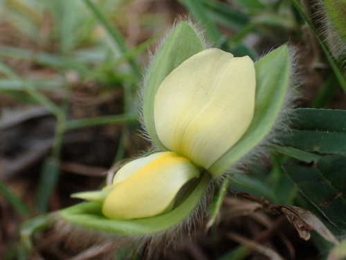 Image of Crotalaria calycina by no rights reserved