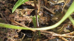 Agriocnemis argentea