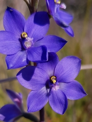 Thelymitra ixioides