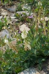 Hedysarum sulphurescens