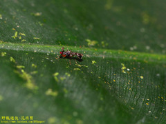 Teleopsis quadriguttata