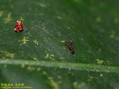 Teleopsis quadriguttata