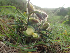 Crotalaria calycina