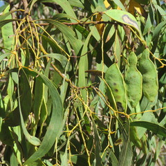 Acacia rothii