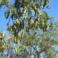 Acacia rothii