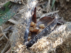 Crotalaria calycina