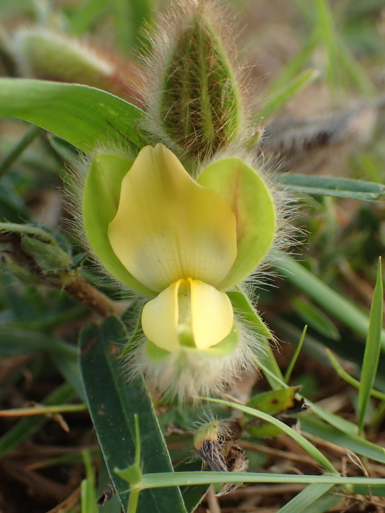 Hairy Rattlepod